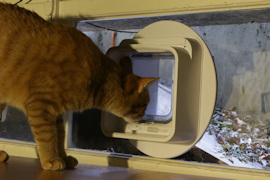 The Surepet connected cat flap, mounted on a window
