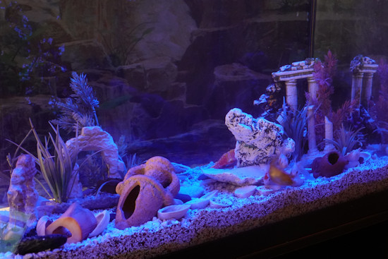 Aquarium in night mode